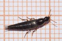 Quedius semiobscurus