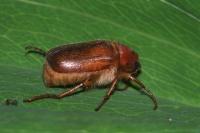 Rhizotrogus aestivus