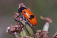 Clytra laeviuscula