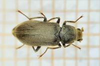Pomatinus substriatus
