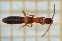 Lathrobium longulum