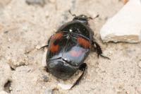 Hister quadrimaculatus