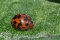 Subcoccinella vigintiquatuorpunctata
