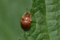 Cychramus luteus