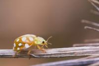 Halyzia sedecimguttata