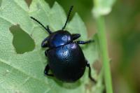Timarcha goettingensis