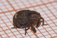 Echinodera hypocrita