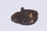 Echinodera hypocrita