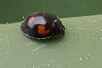 Exochomus quadripustulatus