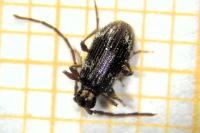 Ptinus bidens