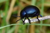 Timarcha goettingensis