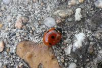 Coccinella septempunctata