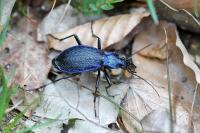 Carabus intricatus