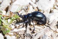Meloe violaceus