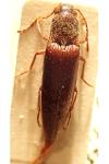 Synaptus filiformis