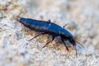 Ocypus olens