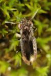 Notiophilus quadripunctatus