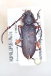 Ropalopus femoratus