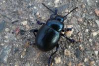 Timarcha goettingensis