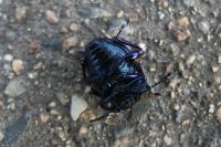 Timarcha goettingensis