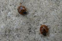 Harmonia axyridis