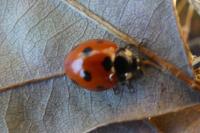 Coccinella septempunctata