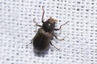 Pomatinus substriatus