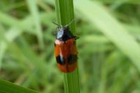 Clytra