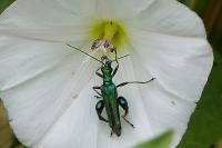 Oedemera nobilis