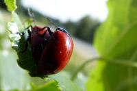 Chrysomela populi