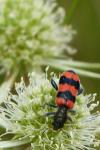Trichodes apiarius