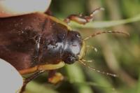 Dytiscus semisulcatus