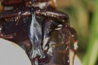 Dytiscus semisulcatus
