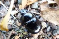 Anoplotrupes stercorosus