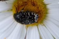 Oxythyrea funesta
