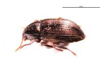 Oulimnius tuberculatus
