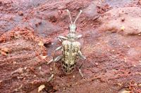 Rhagium inquisitor