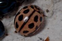 Tytthaspis sedecimpunctata