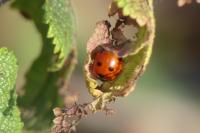 Coccinella septempunctata