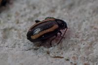 Phyllotreta undulata