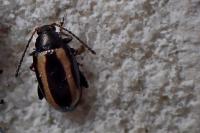 Phyllotreta undulata