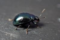 Phaedon cochleariae