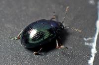 Phaedon cochleariae