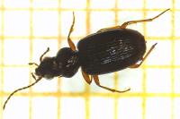 Bembidion lunulatum