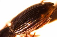 Bembidion lunulatum
