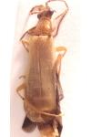 Rhagonycha translucida