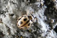 Tytthaspis sedecimpunctata