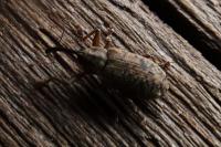 Dorytomus