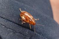 Arrhenocoela lineata