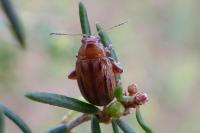 Arrhenocoela lineata